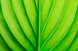 © Pakhnyushchyy - green leaf as background