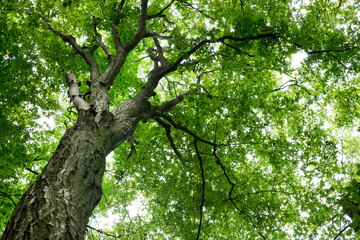 Wall Mural - forest trees. nature green wood sunlight backgrounds