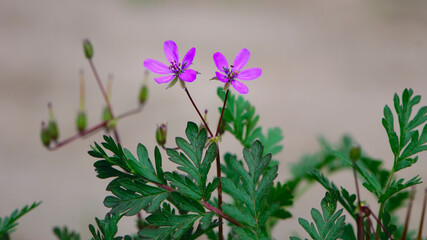 Beautiful purple wild forest flowers. Two flowers. Geranium robertianum, or herb-Robert, red robin, death come quickly, storksbill, stinking Bob, squinter-pip, crow's foot, Roberts geranium