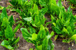 Close up of spinach growing (Spinacia oleracea)
