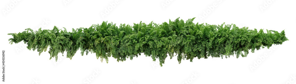 Green leaves tropical foliage plant bush of cascading Fishtail fern or forked giant sword fern (Nephrolepis spp.) the shade garden landscaping shrub plant isolated on white background, clipping path. - obrazy, fototapety, plakaty 