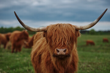 Wall Mural - Highland cow with horns