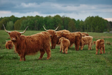 Highland Cattle Herd With Calves