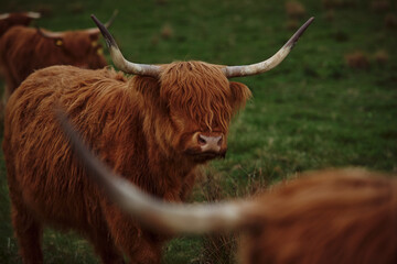 Wall Mural - Highland cow with horns