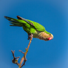 Wall Mural - a wild monk parrot peaches on the top of a tree , at seaford at seaman's park, long island, new york