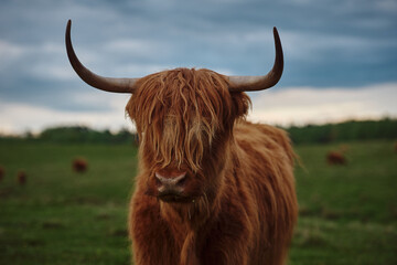 Wall Mural - Highland cow with horns. Close up