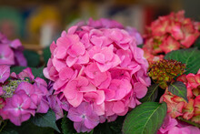 Large Head Of Of Hydrangea Close-up, Bright Pink Color, Selective Focus. Natural Hortensia. Vivid Floral Background