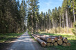 Holzstoß Stapel mit Fichtenstämmen im Wald / Forst