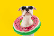 Funny dog summer. American Staffordshire  inside an inflatable swimming pool ring. Isolated on yellow background