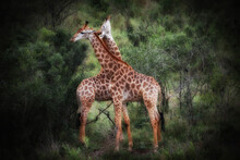 Giraffe Camelopardalis In The South African Savannah