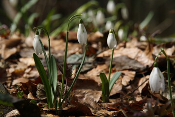 Wall Mural - close-up of several spring flowers of snowdrops, forest primroses, white buds 