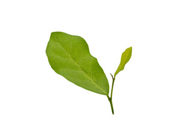 Closeup of green nature young shoot leaf cutout isolated on white background with clipping path.