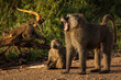 Baboons monkey family on the field during safari in National Park of Serengeti in Tanzania. Wild nature of Africa
