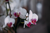 Fototapeta Storczyk - purple and white orchid flower on a gray background 