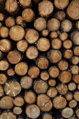 Wall Mural - Vertical shot of stacked logs for firewood