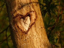 Heart Shaped Knot On Tree Bark, Gdansk, Poland