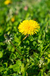 Vertical shot of a yellow common sowthistle flowers surrounded by green leaves during daylight