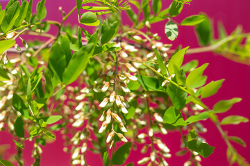 Wall Mural - Blooming flowers of white acacia against the background of a crimson fence. Spring vegetable background