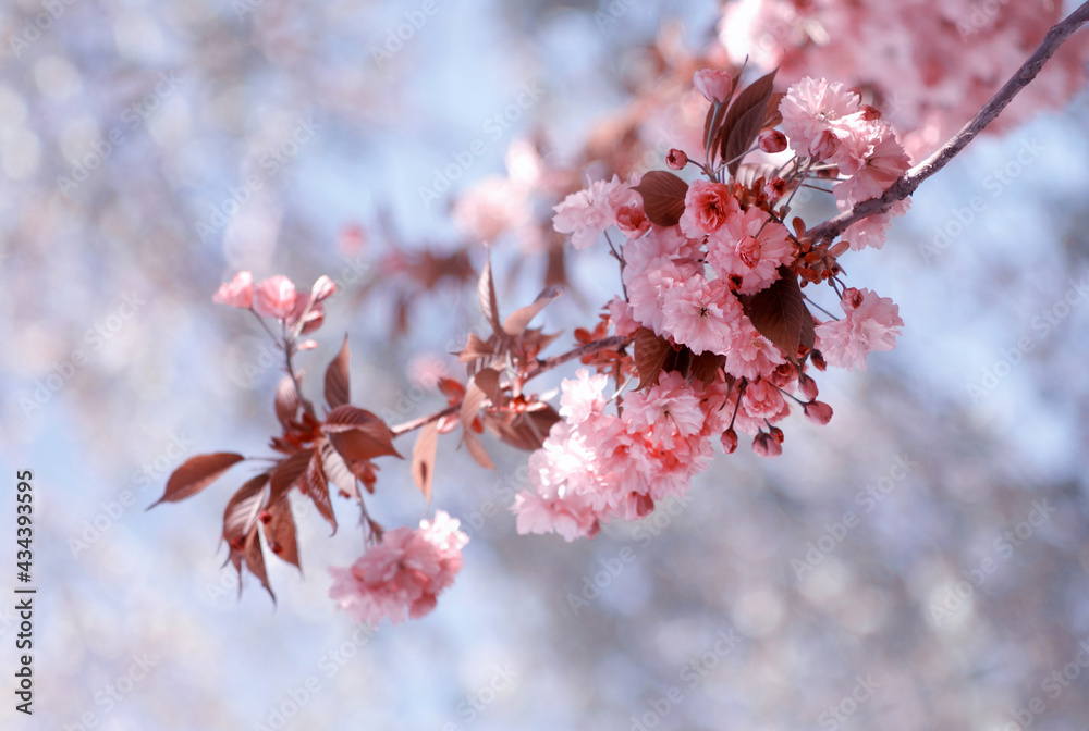 Kwitnąca wiśnia Kanzan - gałązka. Pink flowers - obrazy, fototapety, plakaty 