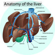 Anatomy of the liver
