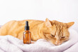 Sad ginger cat and a bottle of herbal tincture or extract with dropper. Mock-up of glass vial with natural medicine for pets and animals.