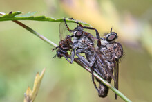 Two Robber Flies Are Sitting On A Blade Of Grass. One Fly Eats The Captured Victim. The Robber Fly (Asilidae) Preys On Various Insects. 