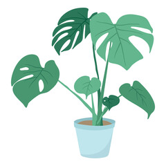 Wall Mural - Vector isolated illustration on white background. Cartoon house plant in a pot. Large green leaves of monstera. Picture on the theme of home decor and growing plants.