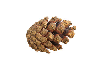 Poster - pine cone isolated on a white background. Christmas decoration element