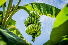 Low Angle View Of Banana Tree Against Sky