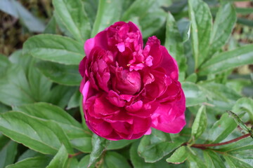 Poster - Peony Bloom