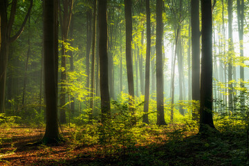 Wall Mural - Beautiful morning in the forest