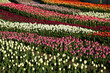 © New Africa - Beautiful view of field with blossoming tulips on sunny day
