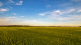 Fototapeta Do pokoju - ein blühendes Rapsfeld vor blauem Himmel mit Wolken 