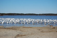 A Flock Of Snow Geese Gathered Along The Shores Of The Chincoteague National Wildlife Refuge, On The Virginia Side Of Assateague Island.