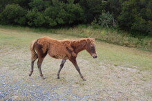 A Young Wild Horse Roaming Assateague Island, In Worcester County, Maryland.