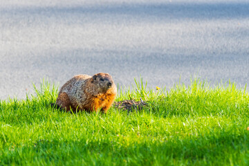 Wall Mural - Beautiful wild marmot in a park in Montreal, Canada