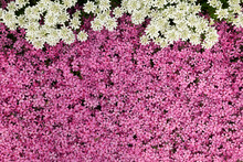 Moss Pink, Creeping Phlox Or Phlox Subulata Flowers Background Close Up, Top View.