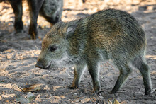 Wild Boar In The Forest