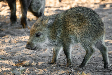 Wall Mural - wild boar in the forest