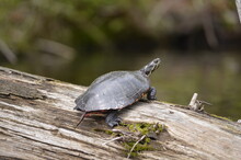 Turtle On A Log, Turtle In A Swamp, Wild Turtle, Snapping Turtle