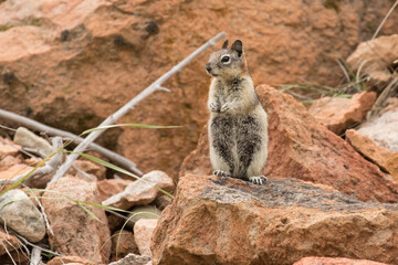 ground squirrel on the lookout.