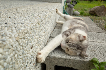 Sticker - gray cat sleep