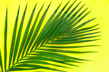 Tropical palm leave on yellow background.  Summer background concept