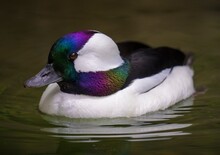 This Photograph Shows A Detailed Macro View Of A Colorful Bufflehead (Bucephala Albeola) Duck Swimming In Calm Waters. 