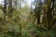 Travel Through A Fairy Tale - Hoh Rain Forest Trail In Olympic National Park