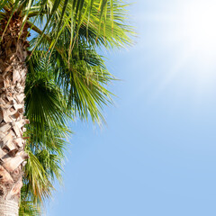 Wall Mural - Palm leaves in front of blue sunny summer sky