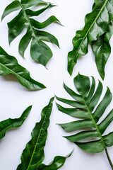  Ornamental leaves for decorations and display / Big Tropical Green Leaves / Ideal for flower arrangements, florists, wedding, events and opening ceremonies.