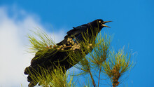 Bird: Great-tailed Grackle  (Quiscalus Mexicanus), Looks Like A Crow And Looks A Little Bit Terrorific, In Mexico Is Better Know As Chanate Or Zanate