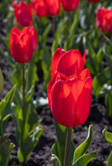 Wall Mural - Image of many flowers of tulips in a garden