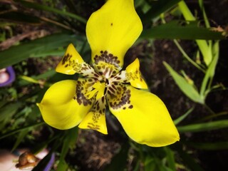 yellow orchid flower